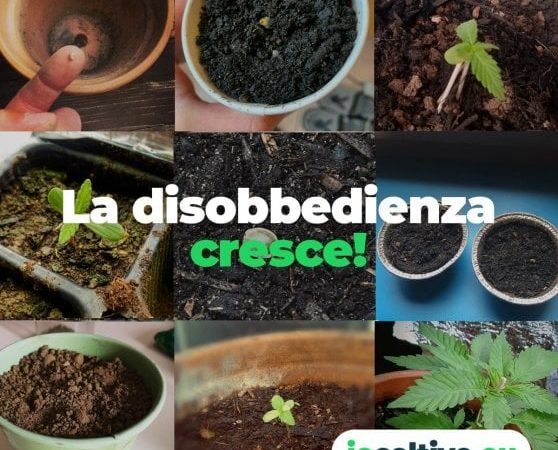 Io coltivo, la disobbedienza cresce