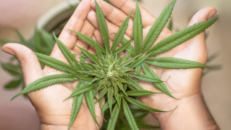 La cannabis che cura – Aprile 2021