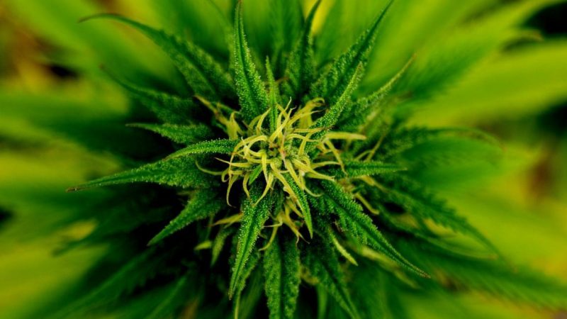 Teoria del passaggio e cannabis, nessun sostegno dai dati