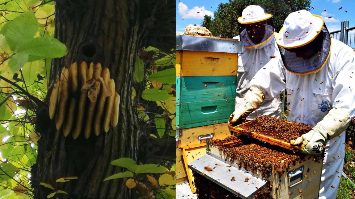 api in natura e api allevate