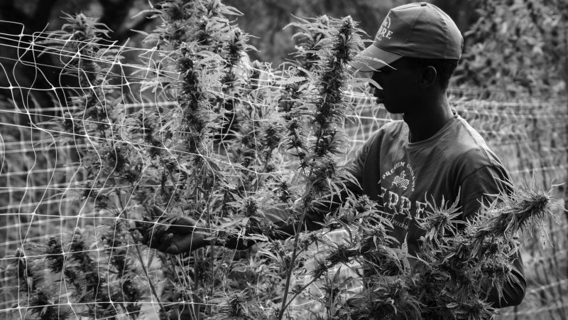 Il vento della legalizzazione nel mondo