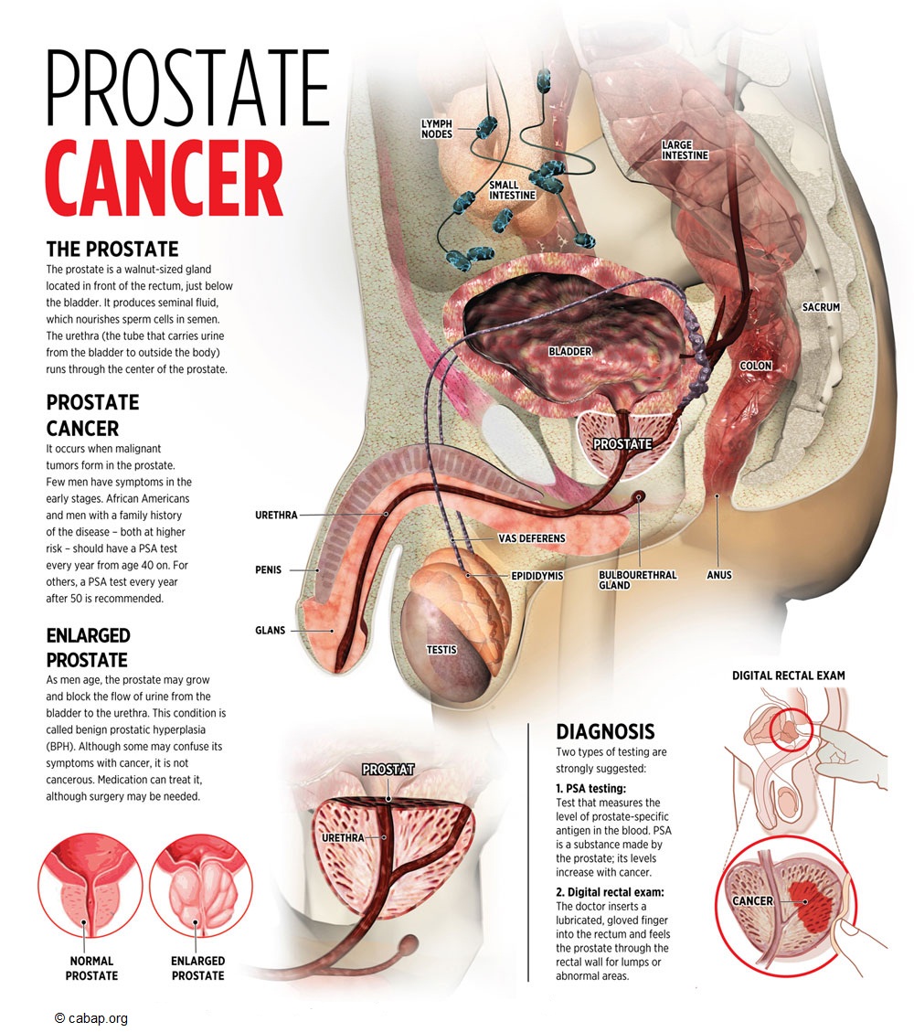 Prostata: funzione e senso biologico della ghiandola più colpita dal tumore