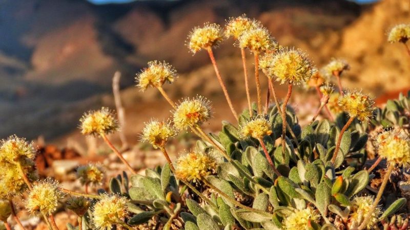 Tiehm o Litio? Fiore in estinzione ostacola il business delle auto elettriche