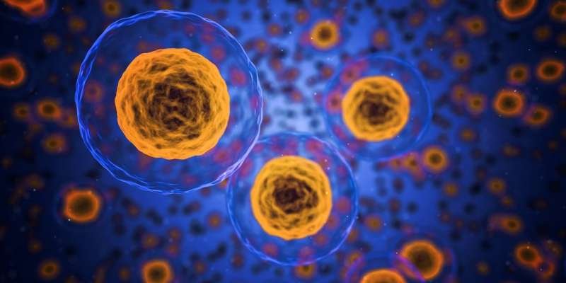 Cellule germinale di topi (e uomini) resettano la loro età biologica