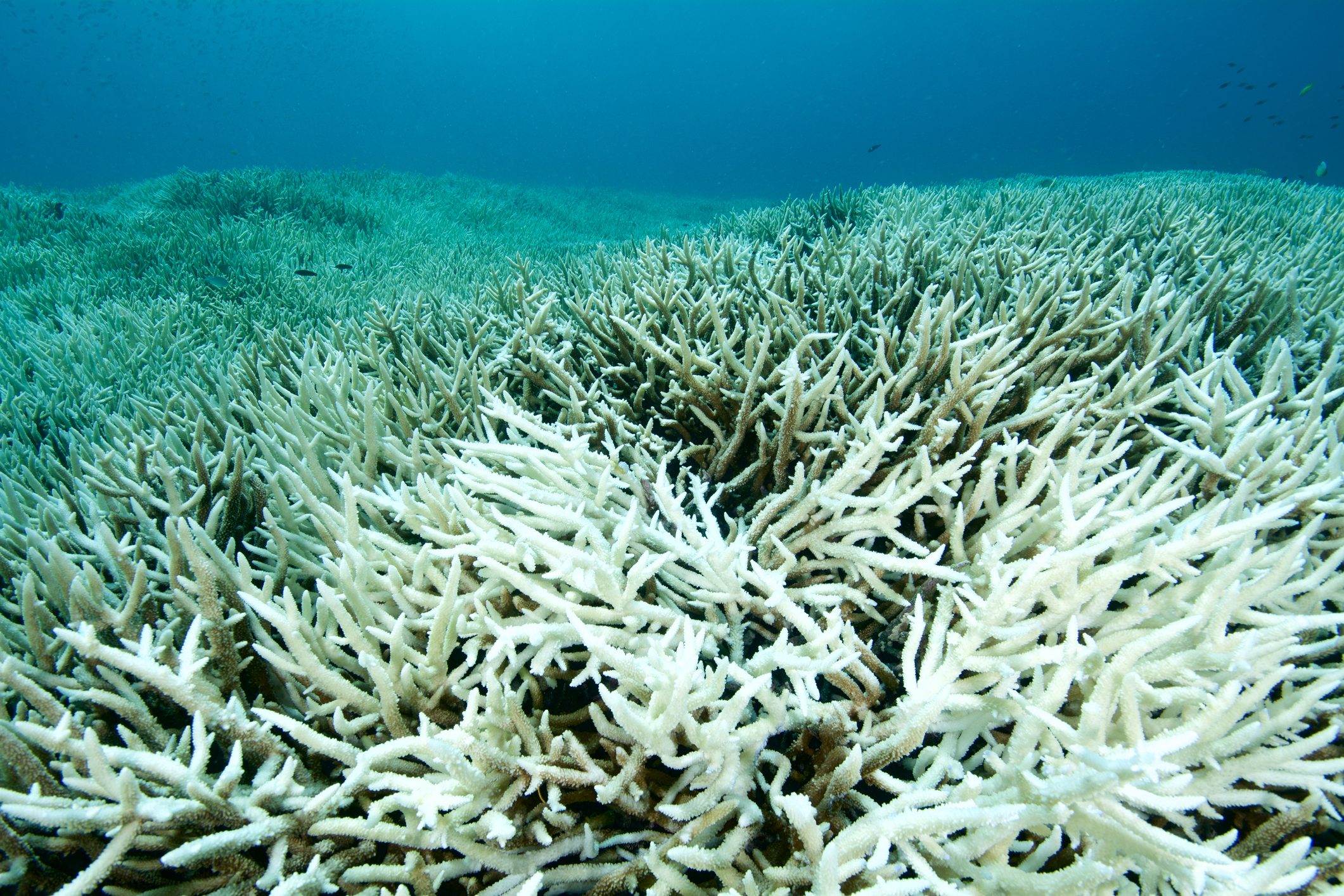 Espansione record della grande barriera corallina mette in ridicolo gli allarmisti climatici