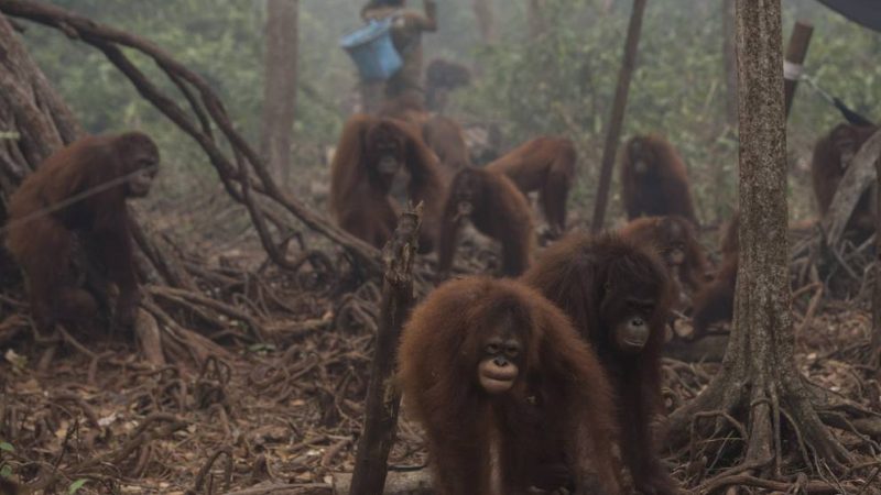 Ecco come l’olio di palma sta portando gli oranghi all’estinzione