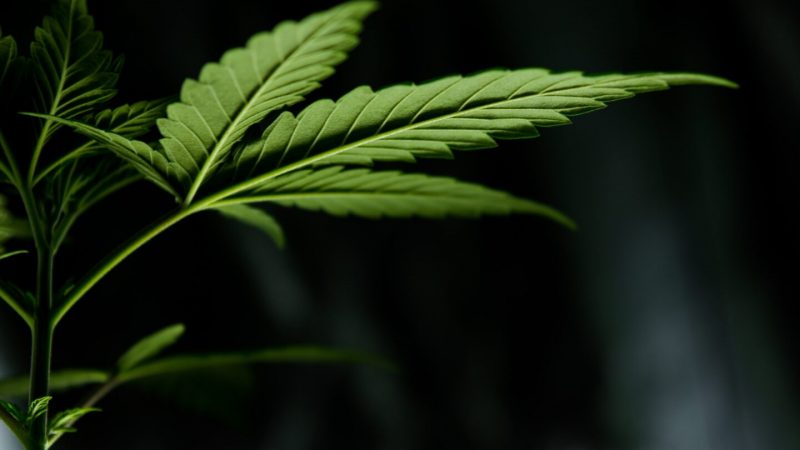 La cannabis che cura – Agosto 2021