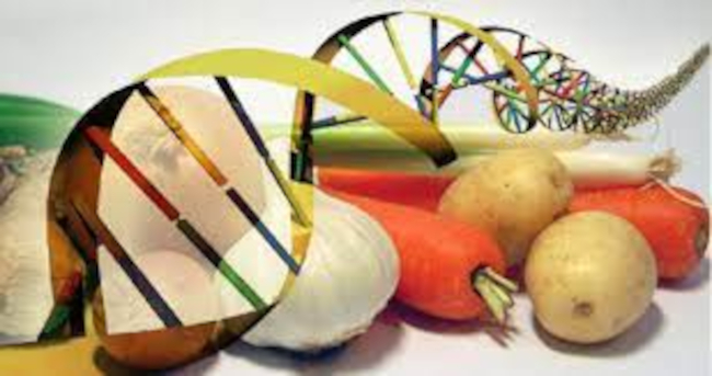 50 organizzazioni denunciano la svolta pro OGM di Bruxelles