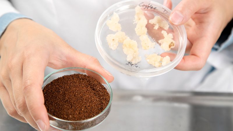 Finlandia, prime tazze di caffè “cellulare” coltivato in laboratorio