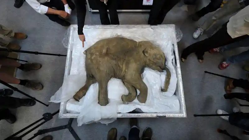 George Church: pronti a riportare in vita il mammut lanoso