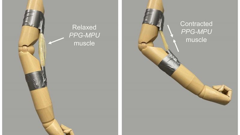 Un muscolo artificiale “a polimeri” solleva oggetti 5000 volte il proprio peso