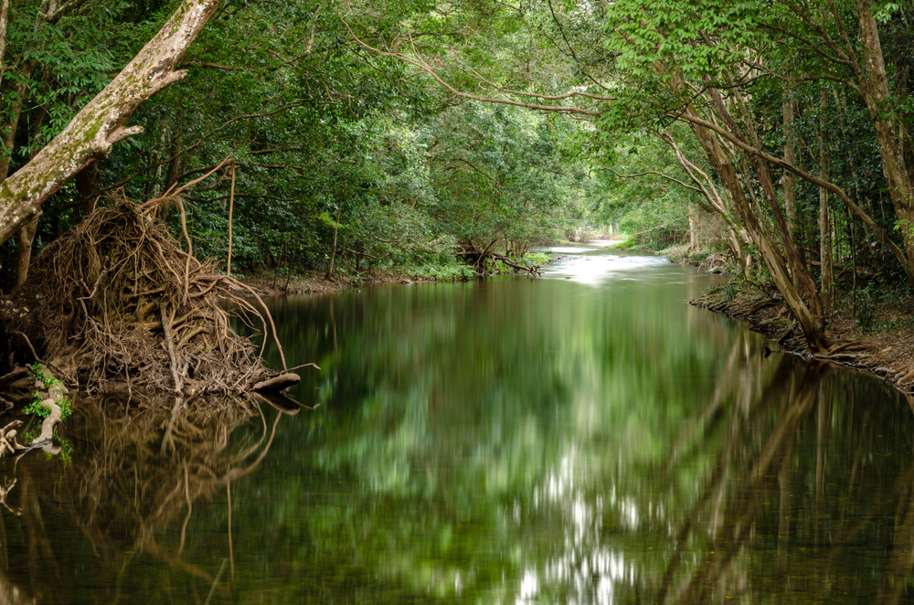 Australia, la foresta pluviale più antica al mondo è tornata ai nativi