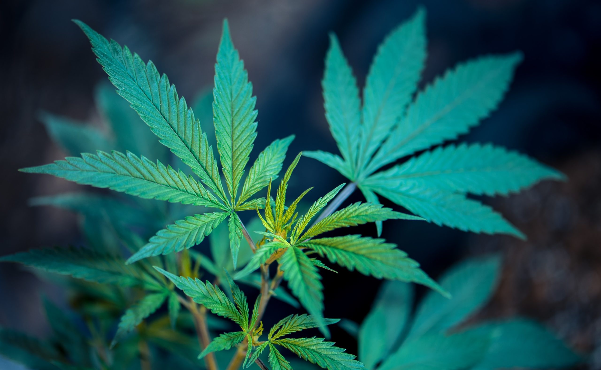 Cannabis: breve storia di hashish e marijuana, tra proibizione e legalizzazione