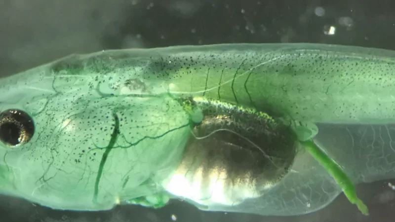 Gli scienziati hanno fatto respirare un animale senza ossigeno