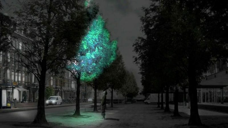 Al MIT hanno ottenuto piante luminose: vedere per credere