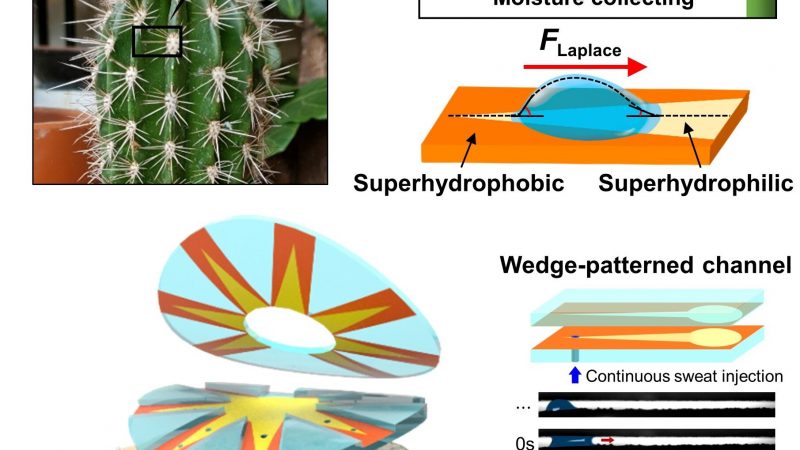 Analisi senza prelievi sangue: il cerotto ispirato al cactus “legge” il sudore