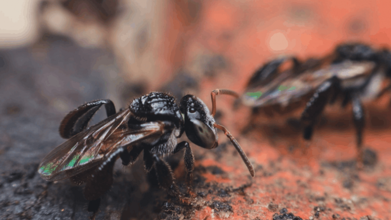 Osservata una specie poco nota di api carnivore