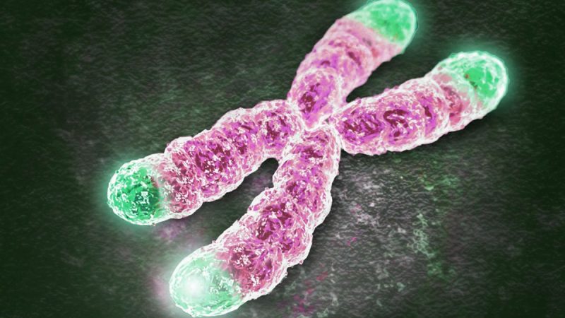 Telomeri, nuova ricerca: non sono quello che ci aspettavamo