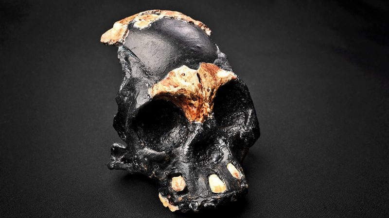 Un teschio vecchio 250.000 anni solleva interrogativi sulle origini umane