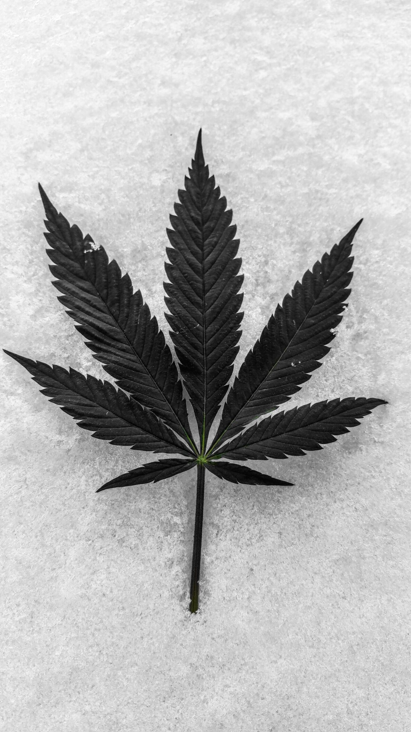 La cannabis che cura – Novembre 2021