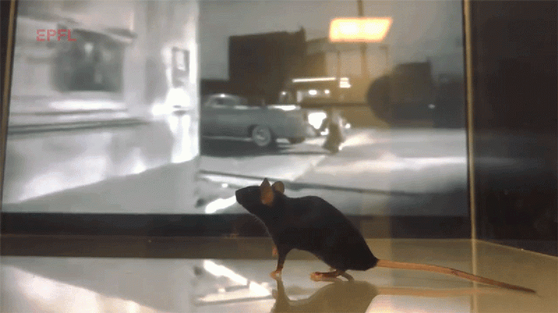 CEBRA, l’algoritmo EPFL guarda un film attraverso gli occhi di un topo