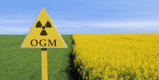 La proposta europea sui nuovi OGM non è compatibile con il principio di precauzione