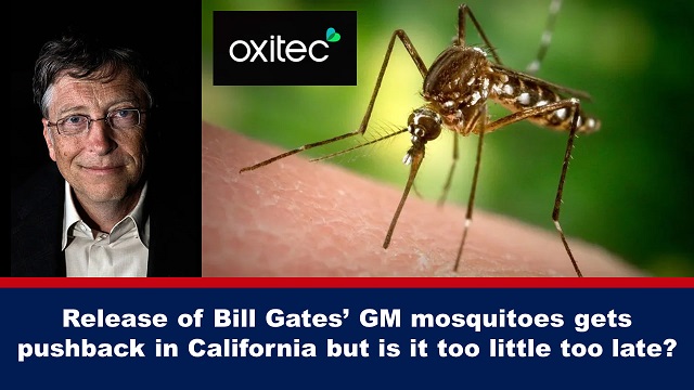 In California è stato vietato il rilascio delle zanzare OGM di Bill Gates, ma è troppo poco e troppo tardi?