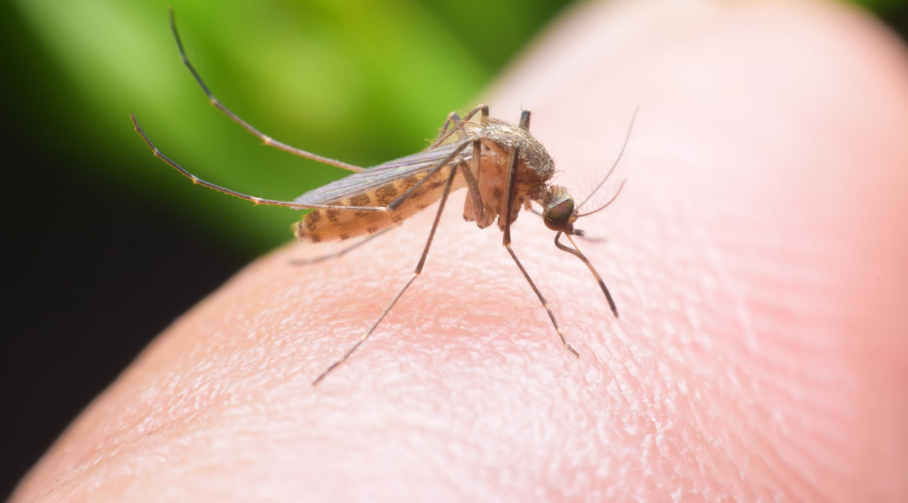 Mosquito articolo CIEB 23