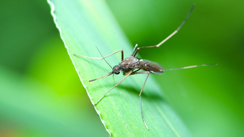 I rischi del gene-drive e sul ruolo delle zanzare nella diffusione di future pandemie