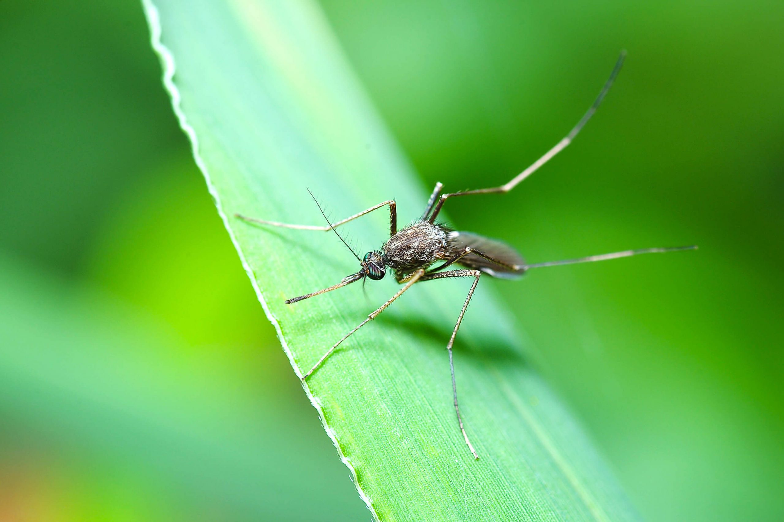 I rischi del gene-drive e sul ruolo delle zanzare nella diffusione di future pandemie